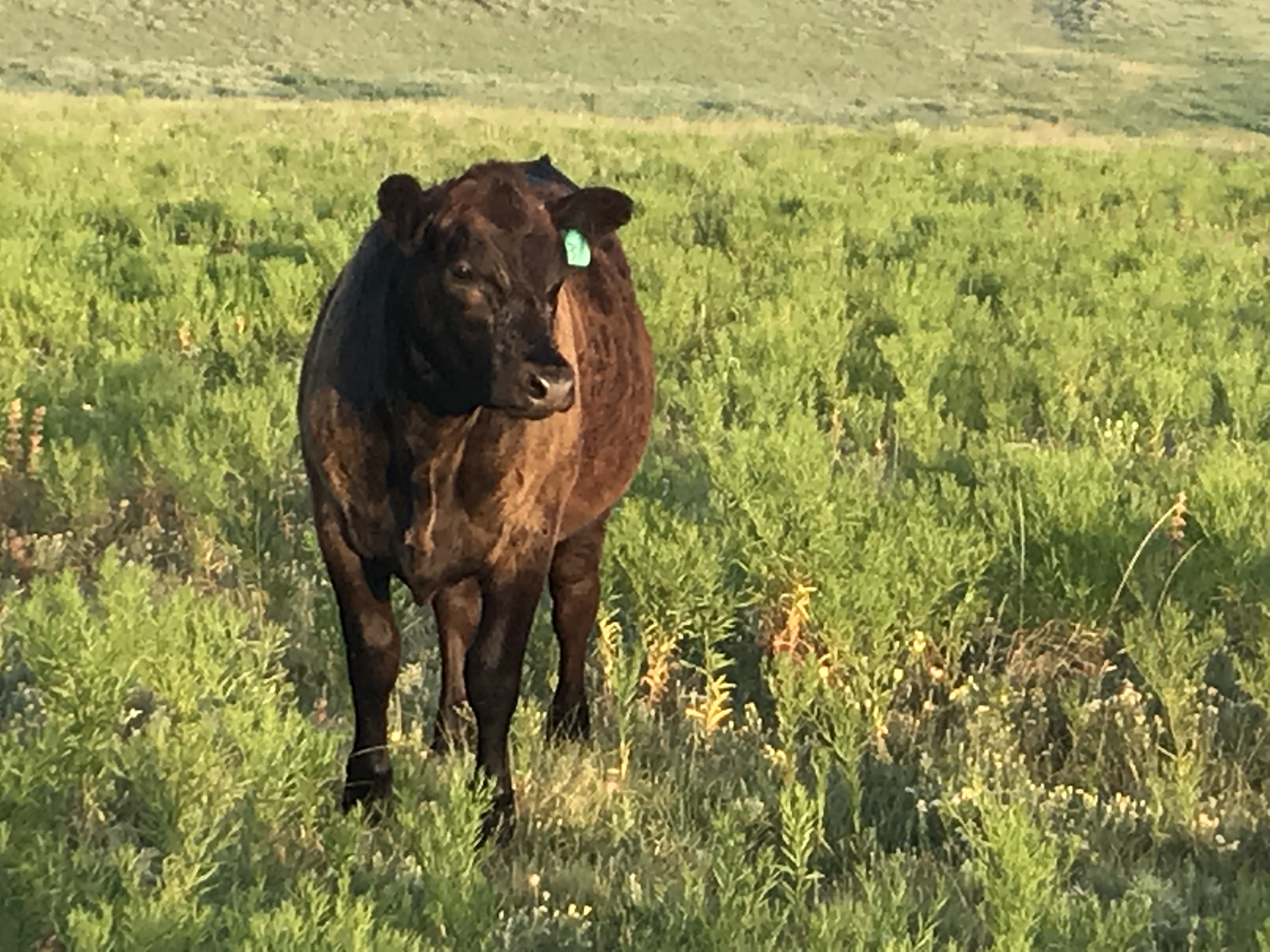 picture of a cow standing in a pasture