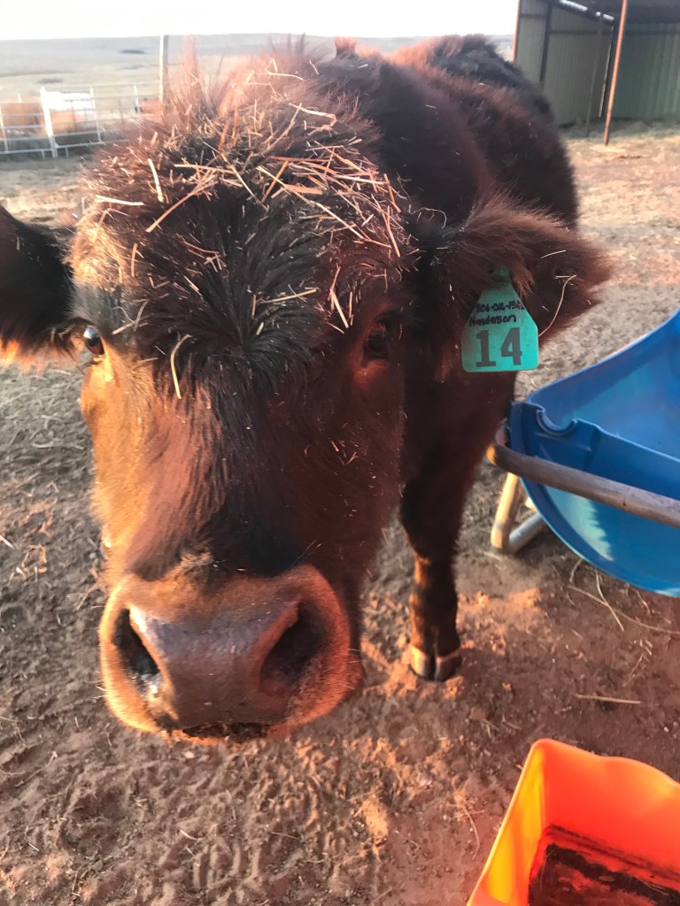 hay on face of a cow