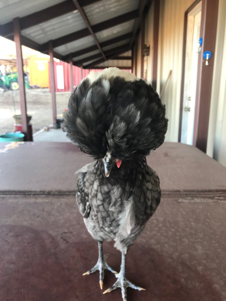 polish chicken head picture