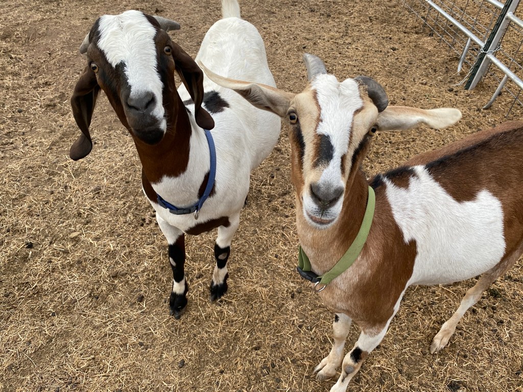 picture of two goats