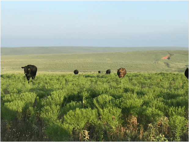 cows stand in a pasture
