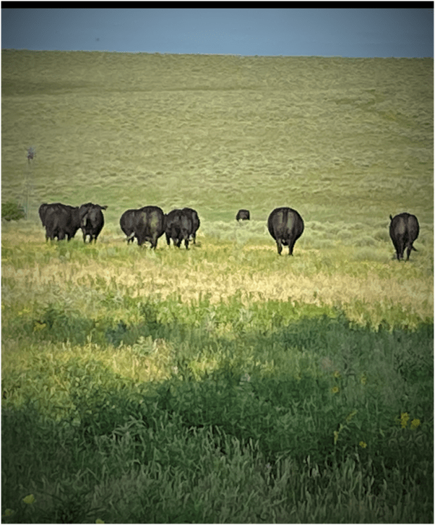 the back- end of cows in a pasture