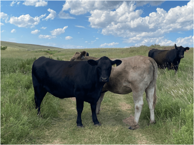 cows standing a pasture
