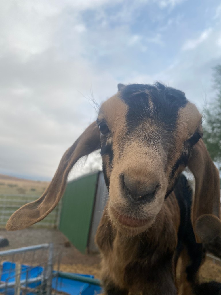 a baby got looking into camera