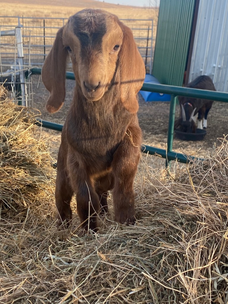 picture of a baby goat