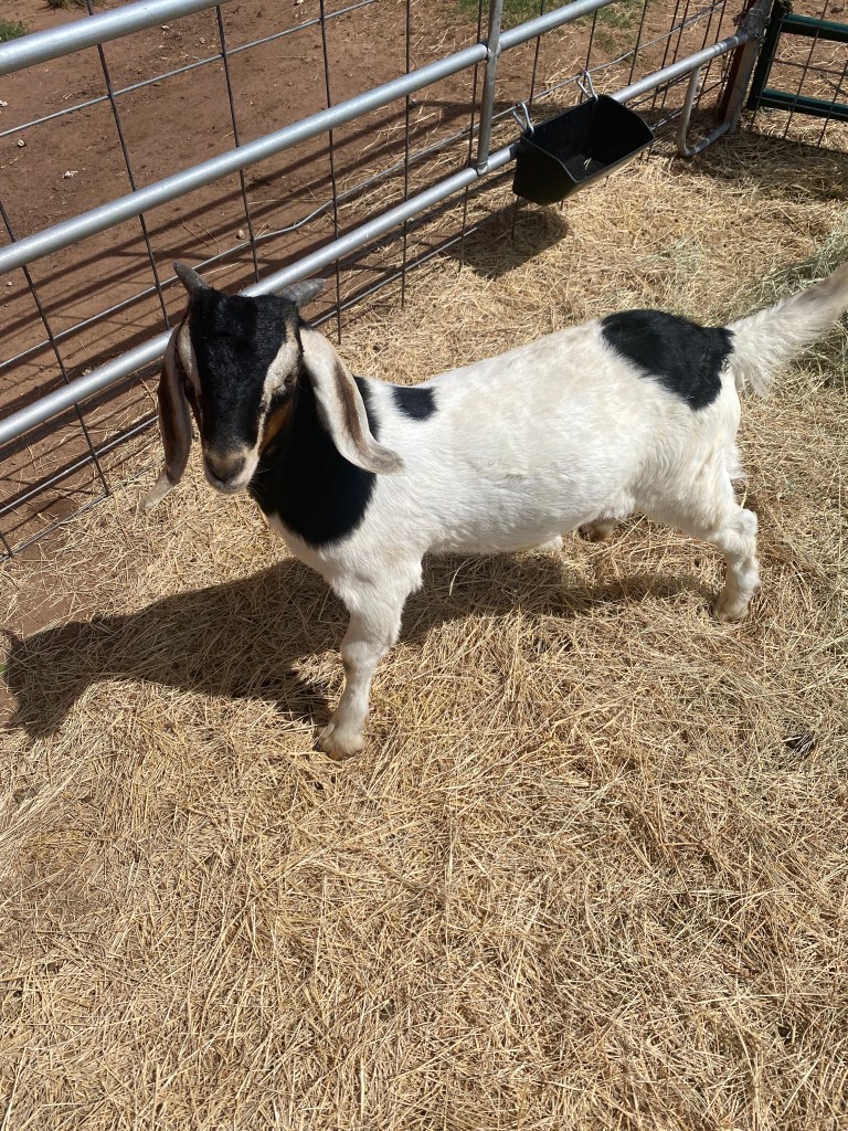 picture of a baby goat