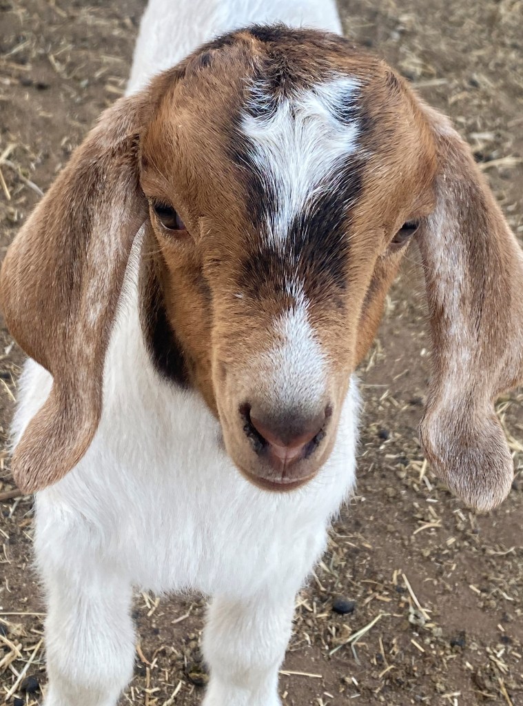 picture of a face of a baby goat