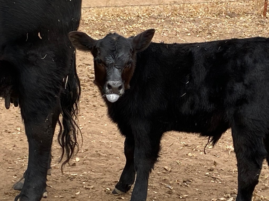 picture of a calf sticking out his tounge